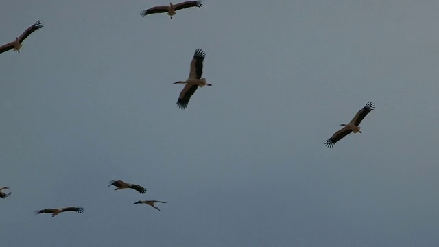 白鹳(Ciconia Ciconia)——在春天从非洲迁徙到欧洲的过程中，一大群飞过埃拉特山脉的白鹳视频素材