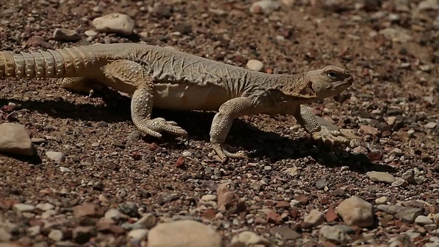 埃及Mastigure (Uromastyx aegyptia)——一种类似恐龙的阿加马，在以色列内盖夫沙漠行走，寻找有威胁的捕食者视频素材