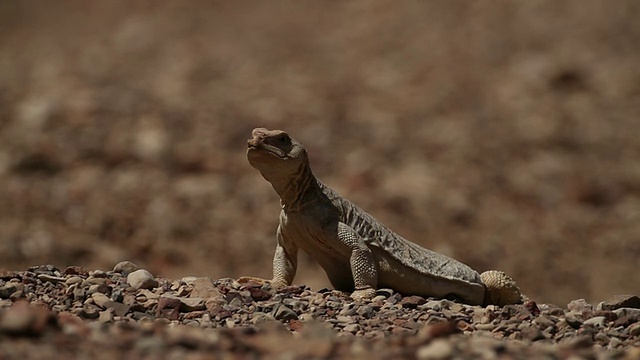 埃及Mastigure (Uromastyx aegyptia)——一种类似恐龙的阿加玛，滑进他的洞穴，以色列内盖夫沙漠视频素材