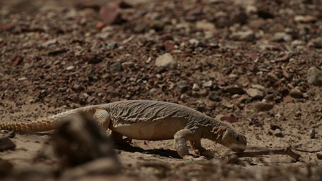 埃及Mastigure (Uromastyx aegyptia)——一种类似恐龙的agama，在以色列内盖夫沙漠中吃树叶视频素材