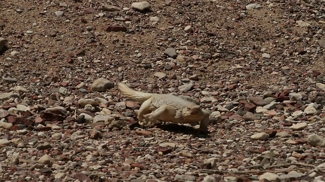 埃及Mastigure (Uromastyx aegyptia)——一个类似恐龙的阿加马，走向相机，内盖夫沙漠，以色列视频素材