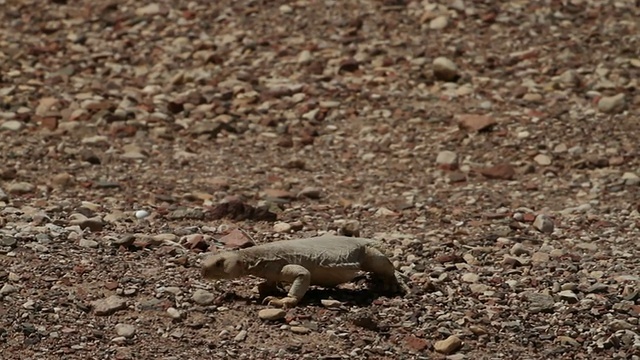 埃及Mastigure (Uromastyx aegyptia)——一种类似恐龙的阿加马，在沙漠的阳光下慢慢行走，以色列内盖夫沙漠视频素材