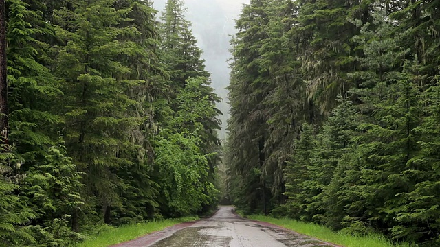 WS视图的道路通过黑暗的常绿森林在雨/西冰川，蒙大拿，美国视频素材