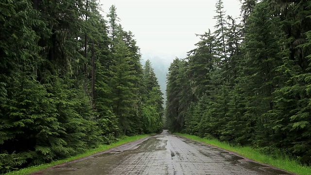 WS视图的道路通过黑暗的常绿森林在雨/西冰川，蒙大拿，美国视频素材