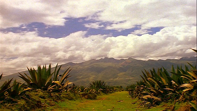 厄瓜多尔Otavalo，在仙人掌覆盖的绿色山丘上的云阴影视频素材