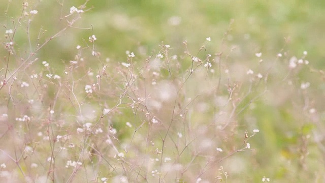 有风的早晨的小花视频素材