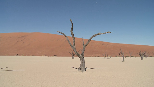 枯死的山谷，索苏斯Vlei -树(Acacia)在干燥的湖床上视频素材