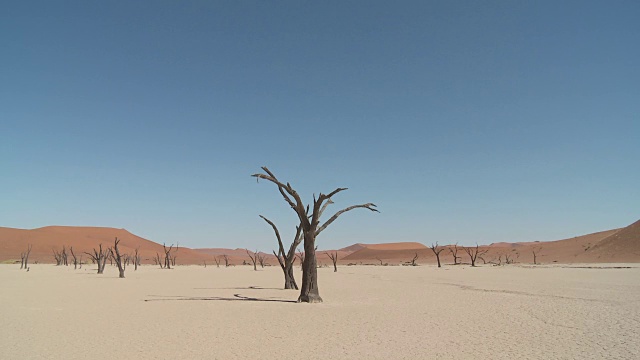 枯死的山谷，索苏斯Vlei -树(Acacia)在干燥的湖床上视频素材