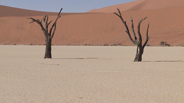 枯死的山谷，索苏斯Vlei -树(Acacia)在干燥的湖床上视频素材