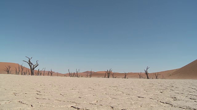 枯死的山谷，索苏斯Vlei -树(Acacia)在干燥的湖床上视频素材