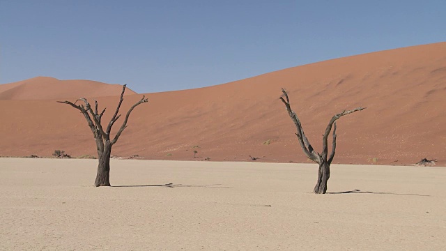 枯死的山谷，索苏斯Vlei -树(Acacia)在干燥的湖床上视频素材