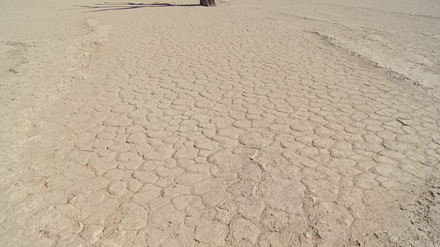 枯死的山谷，索苏斯Vlei -树(Acacia)在干燥的湖床上视频素材