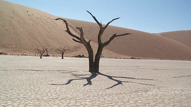 枯死的山谷，索苏斯Vlei -树(Acacia)在干燥的湖床上视频素材