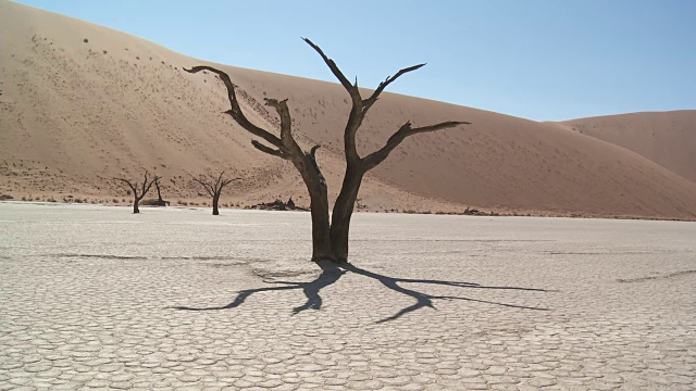 枯死的山谷，索苏斯Vlei -树(Acacia)在干燥的湖床上视频素材