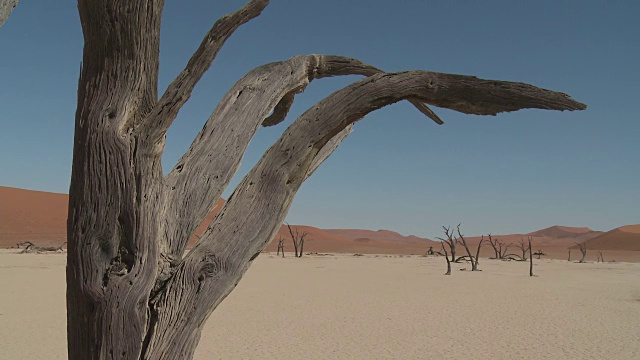 枯死的山谷，索苏斯Vlei -树(Acacia)在干燥的湖床上视频素材