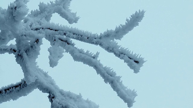 白雪覆盖树枝在微风中视频素材