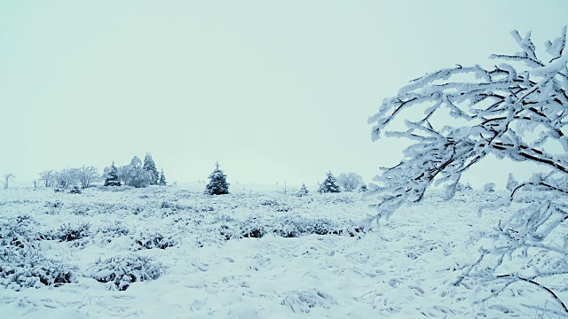 雪下的风景视频素材