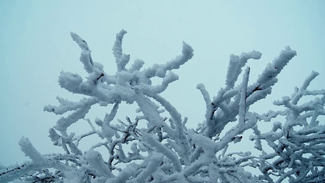 白雪覆盖树枝在微风中视频素材