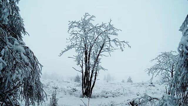 雪覆盖的树视频素材