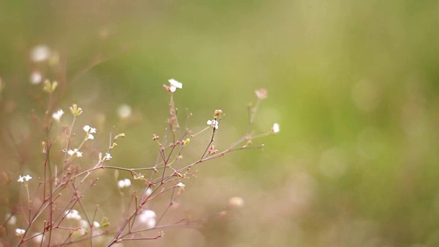 风中的小花视频下载