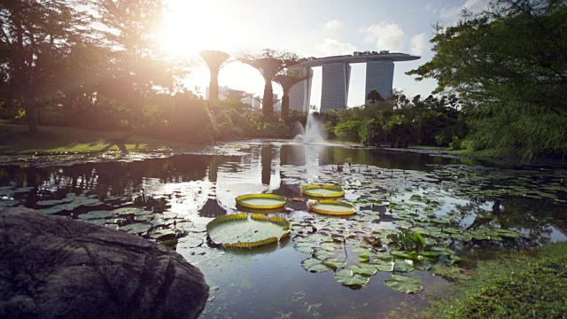 WS lilly垫在一个湖滨海湾金沙和超级树在后面的背景。视频素材