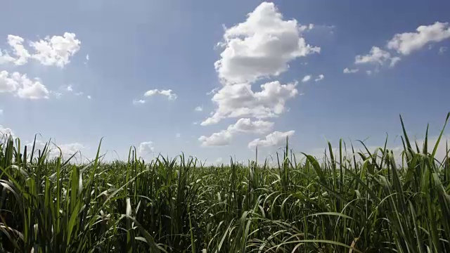 甘蔗种植园视频素材