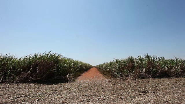 甘蔗种植园视频素材