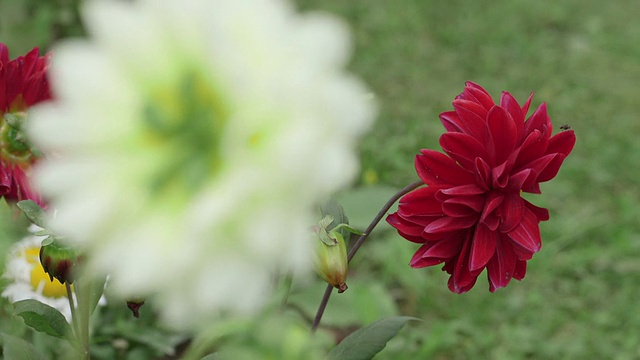 跟随重点:白色和红色玫瑰花视频下载