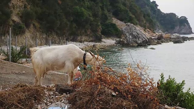 旅行在阿尔巴尼亚视频下载