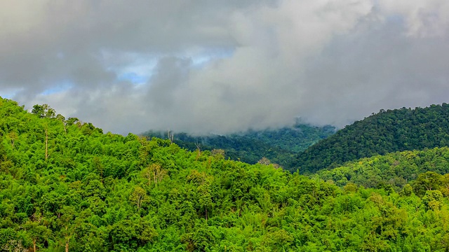 热带雨林的晨雾视频素材