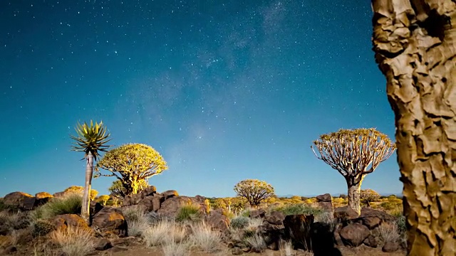 线性和平移时间的颤树森林在夜晚在月光下的星空景观，月亮与银河和阴影通过视频素材