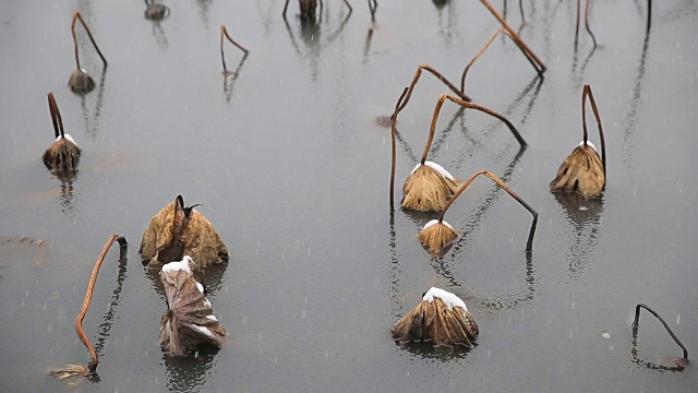 雪景西湖，中国浙江杭州视频素材