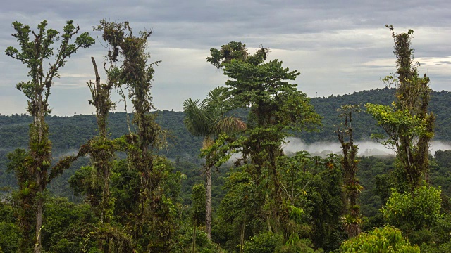 雾移动通过山地雨林与树木点缀附生植物在前景。视频素材