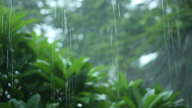 多雨的森林视频素材