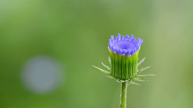 花视频素材