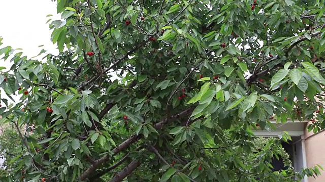 传统乌兹别克房屋的庭院。视频素材