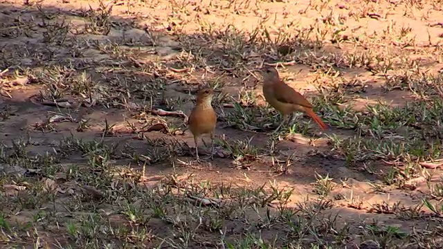 Rufous Horneros在巴西潘塔纳尔视频素材