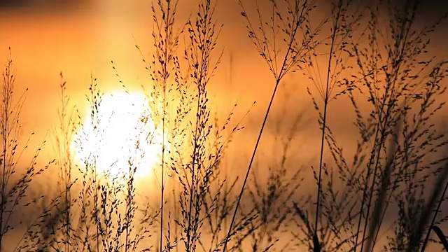 在夕阳前摇曳视频下载