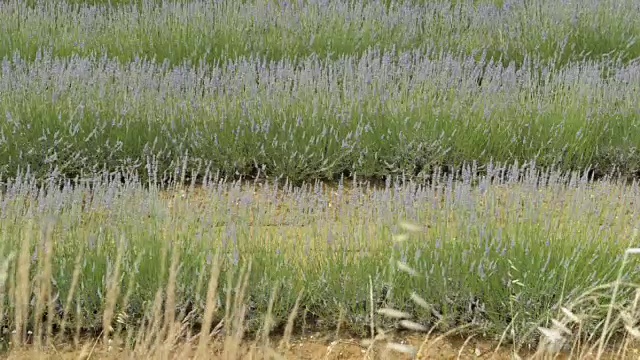 田野里成排的薰衣草视频素材