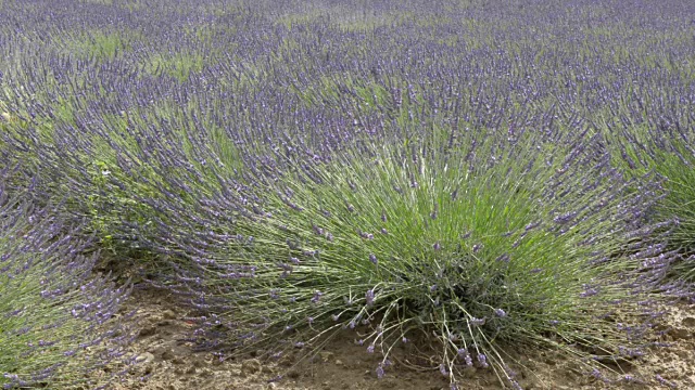 薰衣草田视频素材