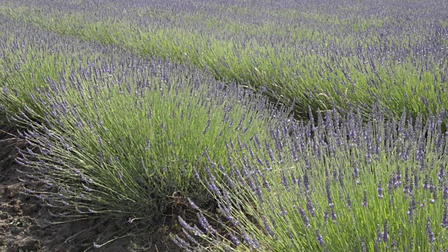 薰衣草田视频素材