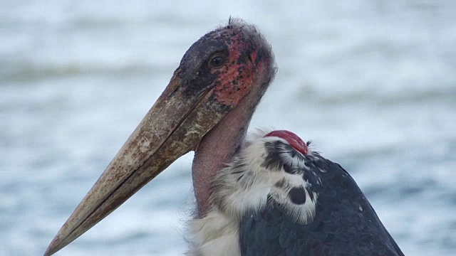 鹈鹕站在海湾边视频下载