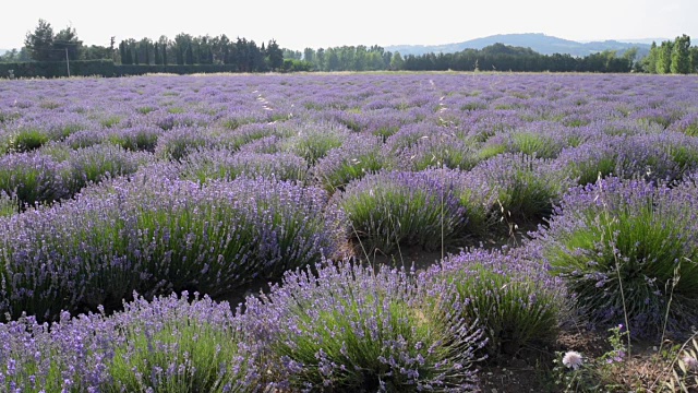 田野里的薰衣草丛视频素材