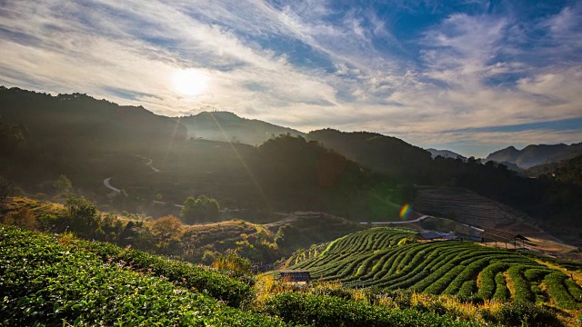 茶园和日出视频素材