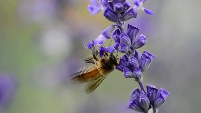 蜜蜂视频素材