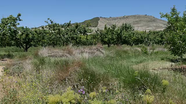 果园那边的西班牙梅塔山视频素材