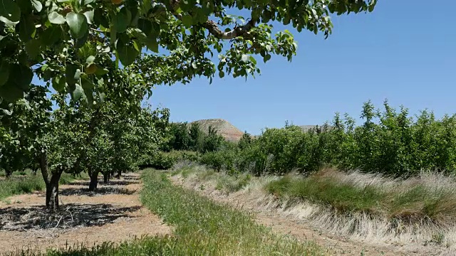 西班牙梅塔果园景观视频素材