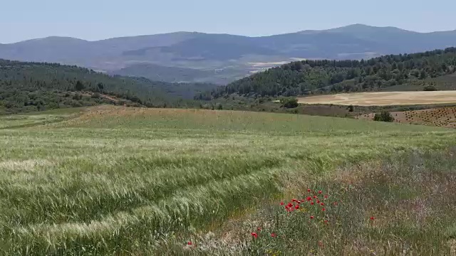 西班牙梅塞塔罂粟在麦田景观视频素材