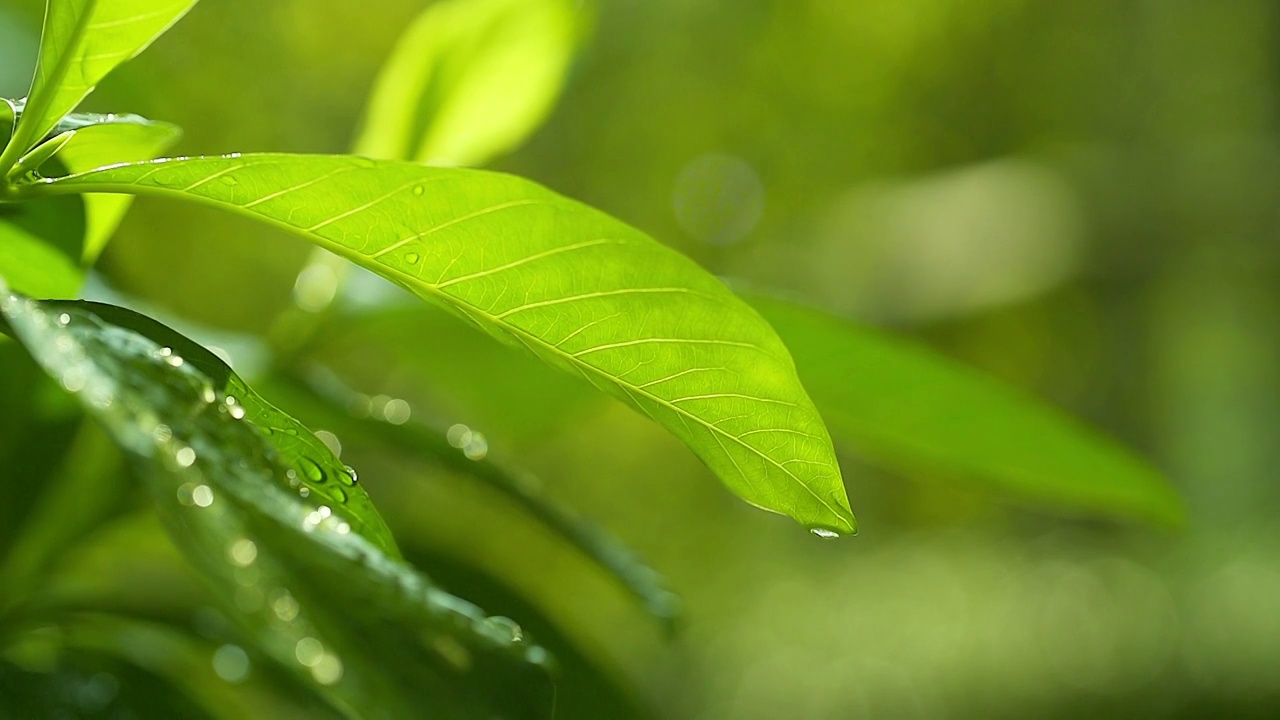 高清:早晨的自然背景与美丽的下降。视频素材