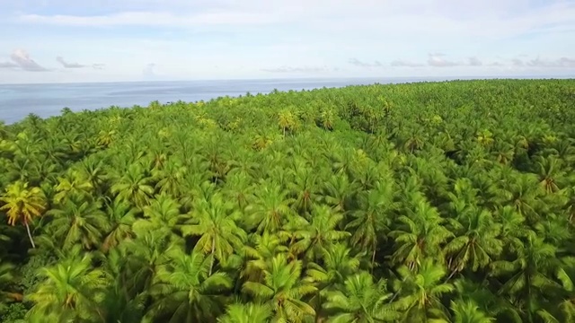 沿着环礁上的椰子林缓慢前进视频素材